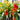 Kniphofia Uvaria