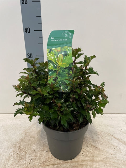 Ilex meserveae 'Little Rascal' Holly 2L – Lincspplants