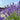 Lavandula 'Phenomenal'
