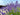 Lavandula 'Phenomenal'