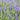 Lavandula Angustifolia 'Essence Purple'