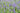 Lavandula Angustifolia 'Essence Purple'
