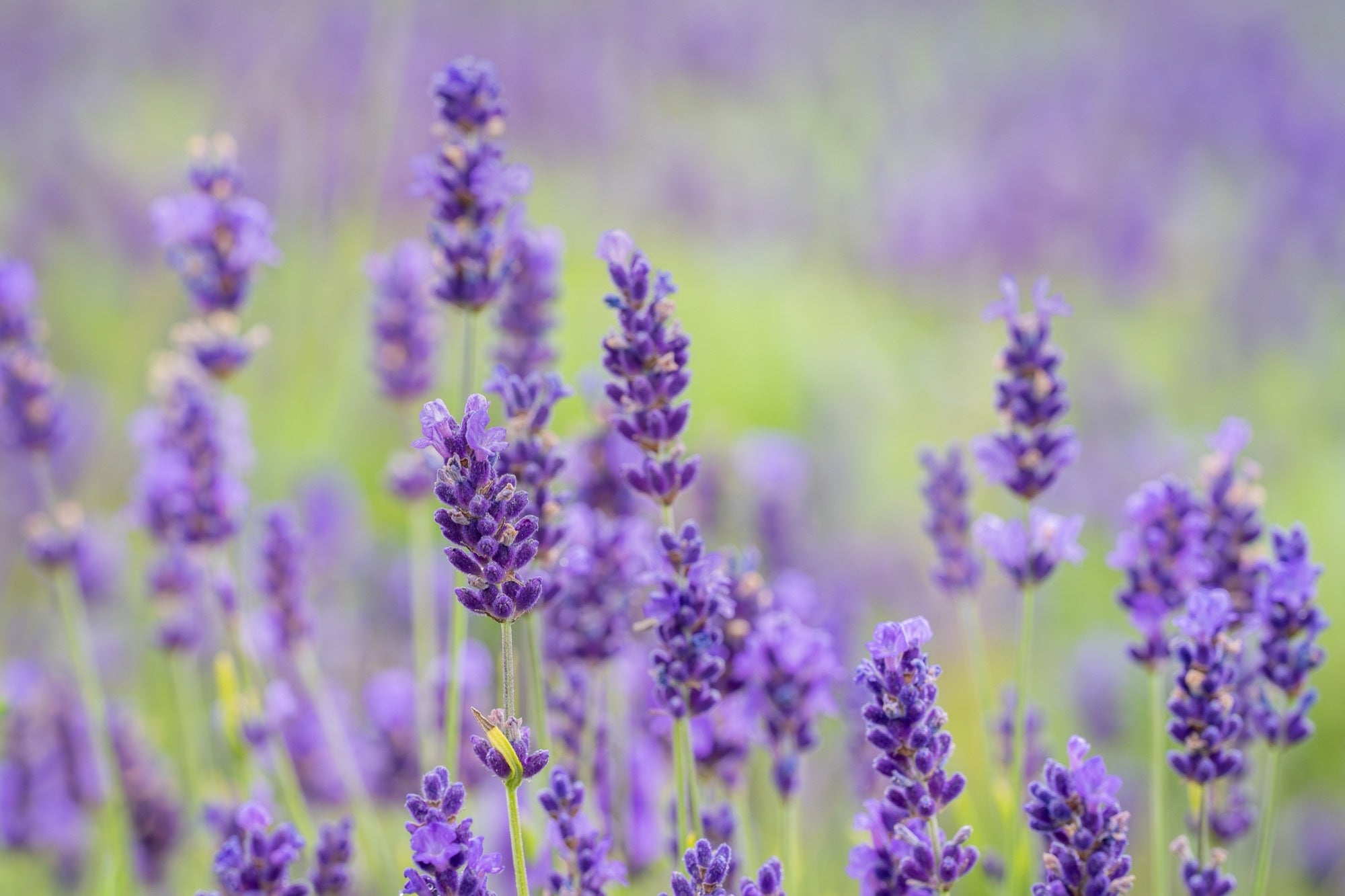 Angus Lin Lavandula angustifolia 'Hidcote' - 2026 – Lincspplants