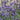 Lavandula Angustifolia 'Munstead'