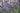 Lavandula Angustifolia 'Munstead'