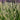 Lavandula Angustifolia 'Rosea'