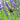 Lavandula Ãî Intermedia 'Grosso'