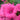 Lavatera 'Burgundy Wine' 9cm / 2L / 3L