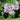 Lavatera Thuringiaca