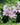Lavatera Thuringiaca