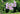 Lavatera Thuringiaca