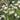 Lavender stoechas 'Javelin White' 9cm/1.5L