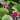 Nymphaea Laydekeri Fulgens - 2026