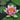 Nymphaea Laydekeri Lilacea - 2026