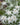 Leontopodium Alpinum