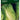 Lettuce Little Gem Seeds