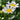 Leucanthemum 'Western Star Taurus' 1.5L