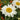 Leucanthemum Ãî Superbum 'Alaska'