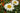 Leucanthemum Ãî Superbum 'Alaska'