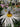 Leucanthemum Ãî Superbum 'Old Court Variety'