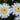 Leucanthemum Ãî Superbum 'Sante'