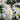 Leucanthemum Ãî Superbum 'Wirral Supreme'