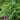 Levisticum Officinale