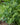 Levisticum Officinale