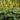 Ligularia Przwalskii - BP070 Packs
