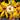 Ligularia 'Little Latern'