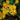 Ligularia 'Osiris Café Noir'