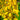 Ligularia Hessei