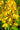 Ligularia Hessei