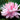 Nymphaea Lilypons - 2026