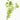 Limnophila Sessiliflora - Tropical Water Live Aquarium Plants