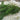 Lincspplants Ceratophyllum (Hornwort) Oxygenating Pond Plant - Native Oxygenator