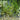 Litorella uniflora - Marginal Pond Plants  - Pond Plants - Water Plants - OX026