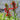 Lobelia Cardinalis - Marginal Pond Plants - MBP071