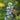 Lobelia siphilitica (Blue lobelia) - Marginal Pond Plants - MBP072