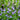 Lobelia Siphilitica - Packs