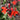 Lobelia Speciosa 'Fan Scarlet'