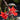 Lobelia Speciosa 'Starship Scarlet'
