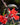 Lobelia Speciosa 'Starship Scarlet'