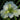 Iris louisiana 'Arabian Bayou', Louisiana iris, marginal pond plant