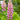 Lupin Gallery Rose 2L