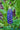 Lupinus 'The Governor'