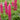 Lupinus 'The Pages'
