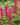 Lupinus 'The Pages', lupin, garden plant