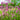 Lychnis flos-cuculi (Ragged robin) - Marginal Pond Plants - MP069
