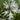 Lychnis flos-cuculi alba (White ragged robin) - Marginal Pond Plants - MP070